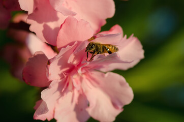 Wild wasp pollinating flower pollen in Italian fields