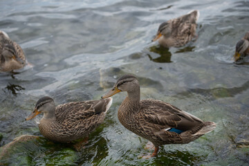 ducks in the water