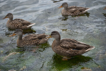 ducks on the lake