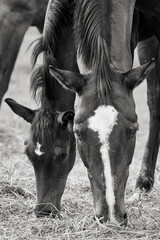 Close-up of a young horse foal with mare grazing in the pasture, black and white. - obrazy, fototapety, plakaty