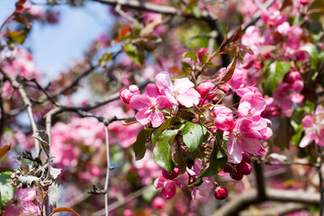 pink cherry blossom flowers in spring