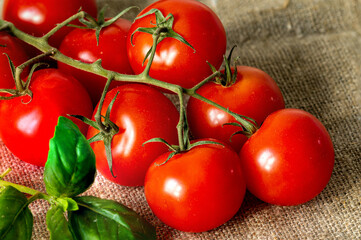 Red fresh tomatoes on a branch. Close-up.