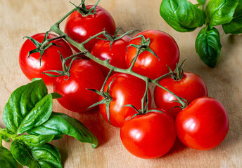 Red fresh poimidores and basil leaves