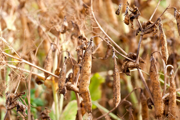 an agricultural field with a ripe crop of yellow peas