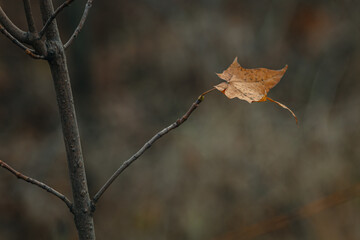 The last leaf is trembling on the branch