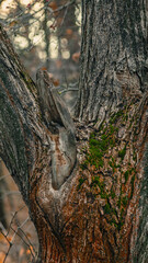 Green moss on a tree trunk