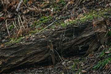 Fallen tree among yellow leaves and fresh greenery