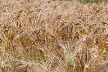 yellowed rye field about the time of maturation