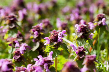 nettle blooming in the spring season