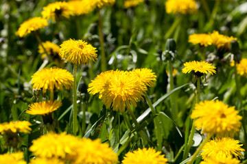 yellow dandelion flowers in the summer