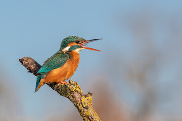 Common Kingfisher (alcedo atthi) calling while perching on a branch, England