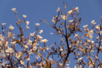 Detalhe de um ipê branco com lua e céu azul ao fundo.