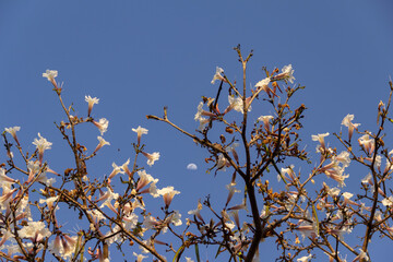 Detalhe de um ipê branco com lua e céu azul ao fundo.