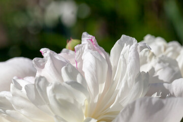 white peonies blooming in the summer