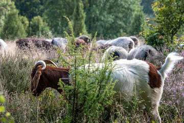 Heidschnucken in der Lüneburger Heide