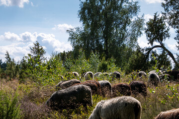 Obraz premium eine Schafherde in der Lüneburger Heide