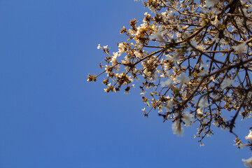 Detalhe de um ipê branco florido com céu azul ao fundo. Tabebuia roseo-alba.