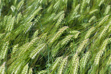 rye field with green unripe rye spikelets
