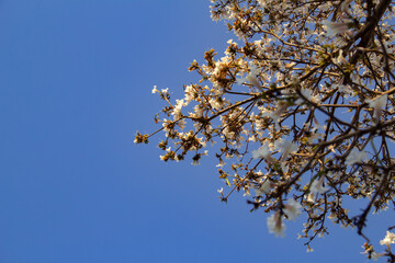 Detalhe de um ipê branco florido com céu azul ao fundo. Tabebuia roseo-alba.