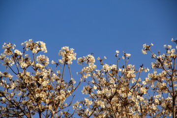 Detalhe de um ipê branco florido com céu azul ao fundo. Tabebuia roseo-alba.