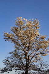 Detalhe de um ipê branco florido com céu azul ao fundo. Tabebuia roseo-alba.