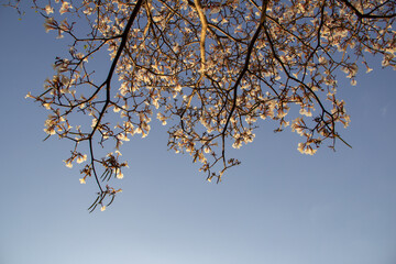 Detalhe de um ipê branco florido com céu azul ao fundo. Tabebuia roseo-alba.