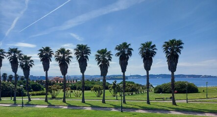 palm trees and sky