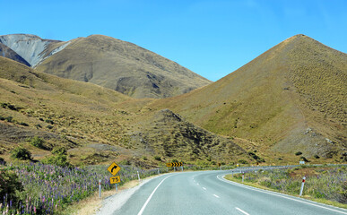 Flowers and road, New Zealand
