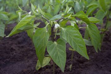 Green pepper bush close-up. Organic farming. Organic vegetables and fruits. Healthy ecological food. step1