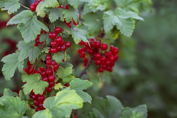 A bunch of large red currants. Berries close-up, the background is blurred. Red currant bush. Fruit organic garden. Healthy food for weight loss. Diet fruits and berries without chemical additives.