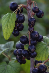 Black currant on a branch close-up, the background is blurred. Fruit garden. Organic garden without chemicals. Healthy food, weight loss, diet. Berries on a blurred background. Vertical orientation