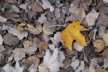 yellow autumn leaves