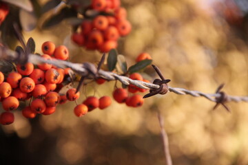 red berries in autumn