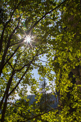 the sun's rays make their way through the dense green foliage of a tree in the mountains