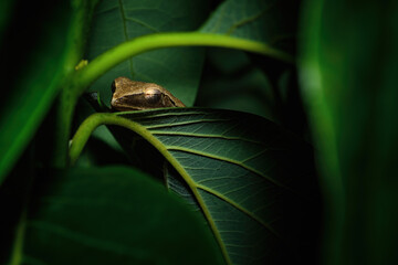 close up macro shot of sleeping tree frog on the green leaf