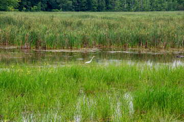 Wetland with heron in summer