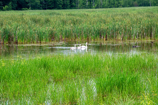 Idyllic summer lake scene