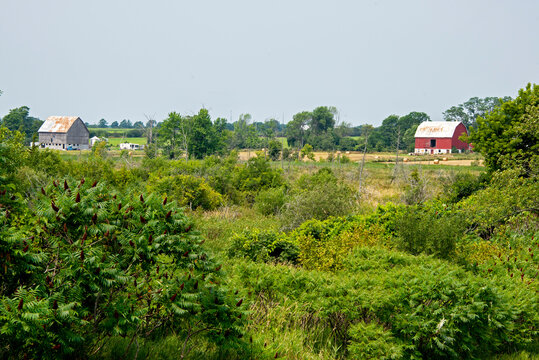 Rural summer scene with barns