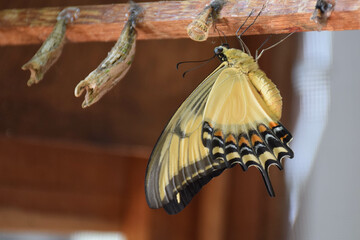 Nascimento da borboleta