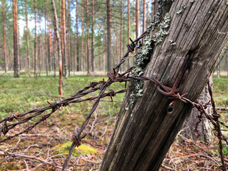 Barbed wire on a log in the forest. Close-up