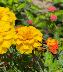 Honey bee jumping into flight from a yellow flower