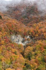 waterfall of heart shape in autumn