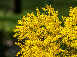 Wattle Bloom