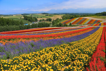 北海道の夏　美瑛　花のある風景