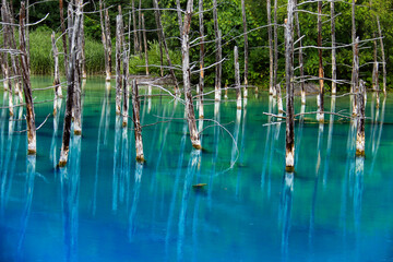 北海道の夏　青い池