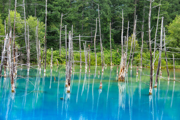 北海道の夏　青い池