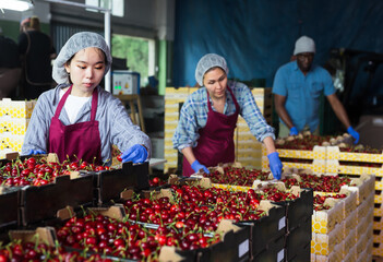 Portrait of chinese female gardener posing with boxes with ripe cherry at agriculture manufacture