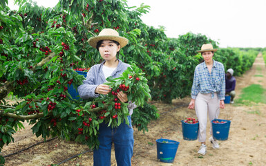 Two Asian women and African-american man are harvesting cherries on the plantation.