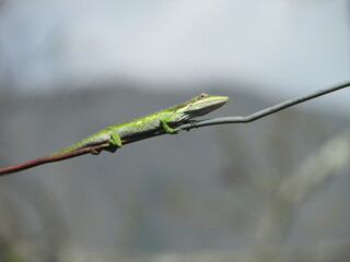 grasshopper on a branch