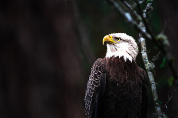 american bald eagle